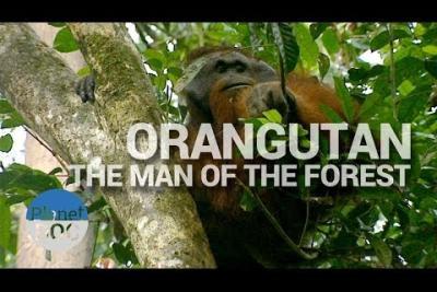 Orangutan, The Man of the Forest | Nature - Planet Doc Full Documentaries - Lire la vidéo 2 sur 3, fenêtre modale